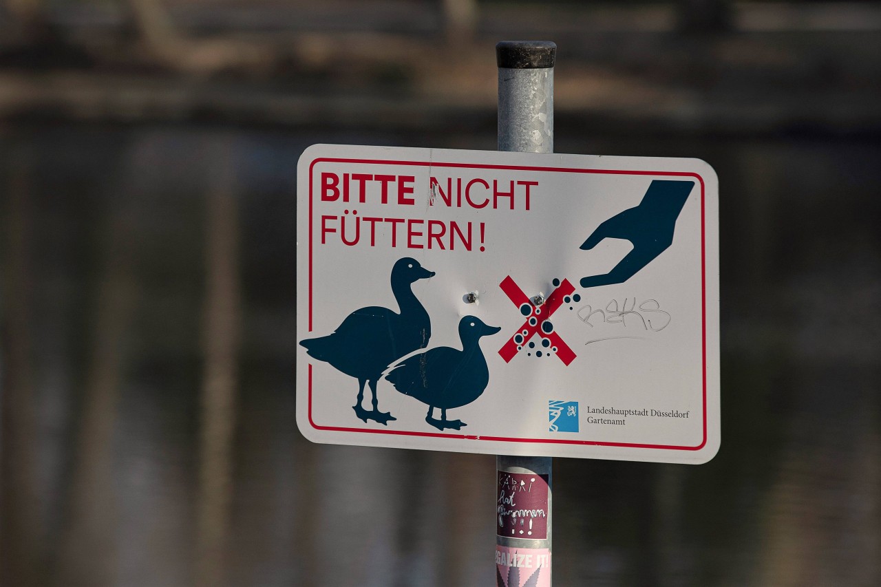 Essen: Auch diese Verbotsschilder halten die Leute oft nicht davon ab, Enten zu füttern. (Symbolbild)