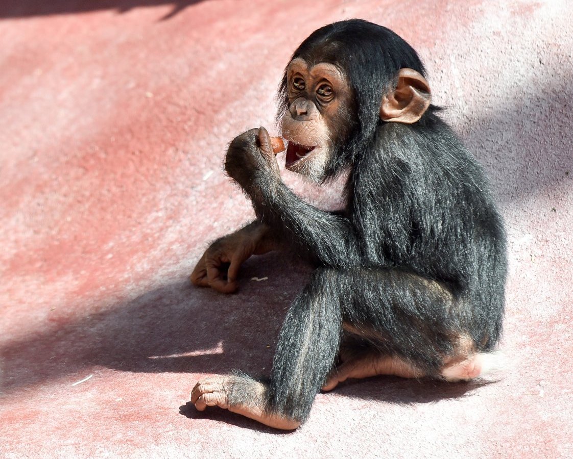 Schimpansen-Baby.jpg