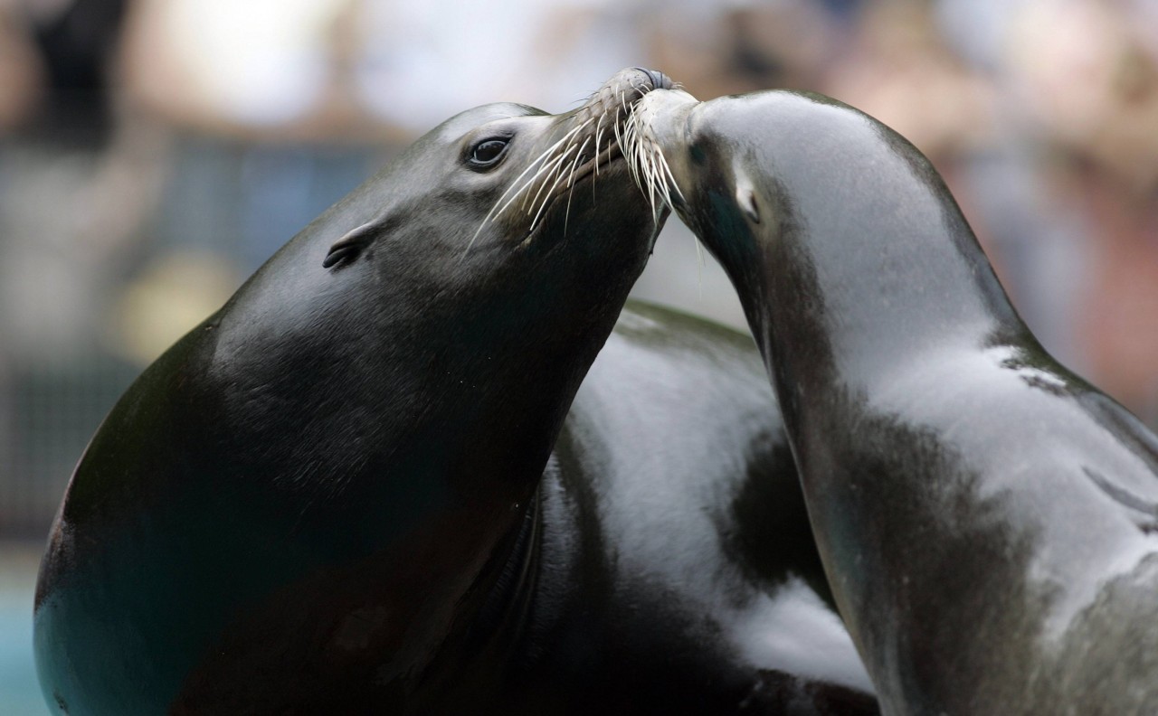 Der Zoo Duisburg hat seine Seehund-Haltung beendet. (Archivfoto)