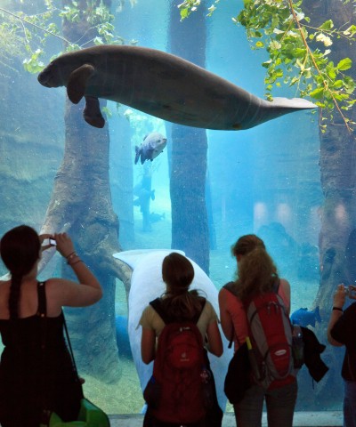 Der Zoo Duisburg bereitet sich auf die Ankunft der Seekühe vor (Symbolbild). Der Zoo Duisburg bereitet sich auf die Ankunft der Seekühe vor (Symbolbild).