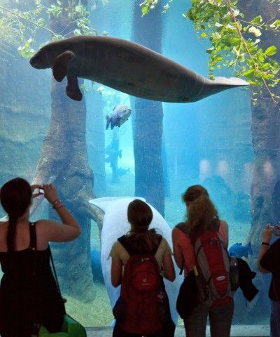 Der Zoo Duisburg bereitet sich auf die Ankunft der Seekühe vor (Symbolbild).