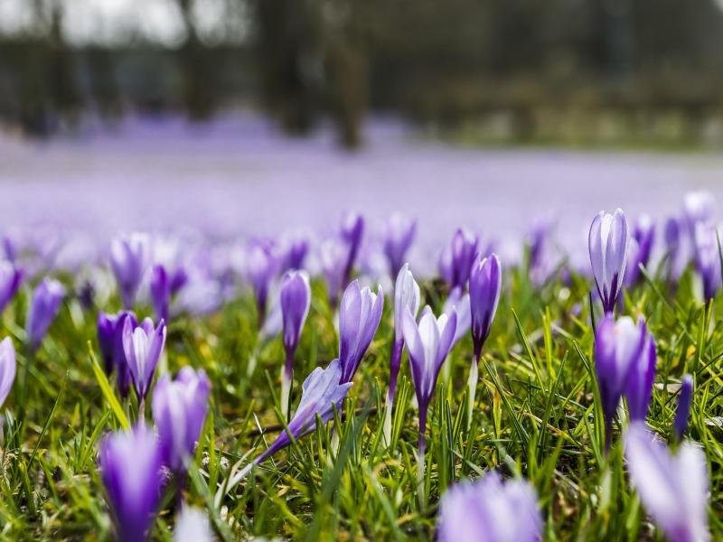 Seit Jahrhunderten schon lockt Husums Krokusblüte Menschen an die Nordseeküste. Rund vier Millionen Krokusse sorgen im Schlosspark jedes Jahr um diese Zeit für erste Frühlingserlebnisse.