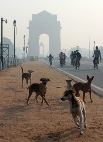 Rund 30 Millionen herrenlose Hunde leben in Indien, viele von ihnen haben Tollwut. (Symbolfoto)