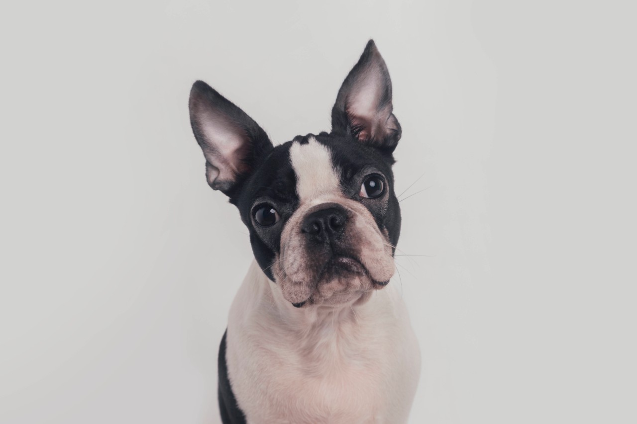 Der getötete Hund wurde nur 20 Monate alt. (Symbolfoto)