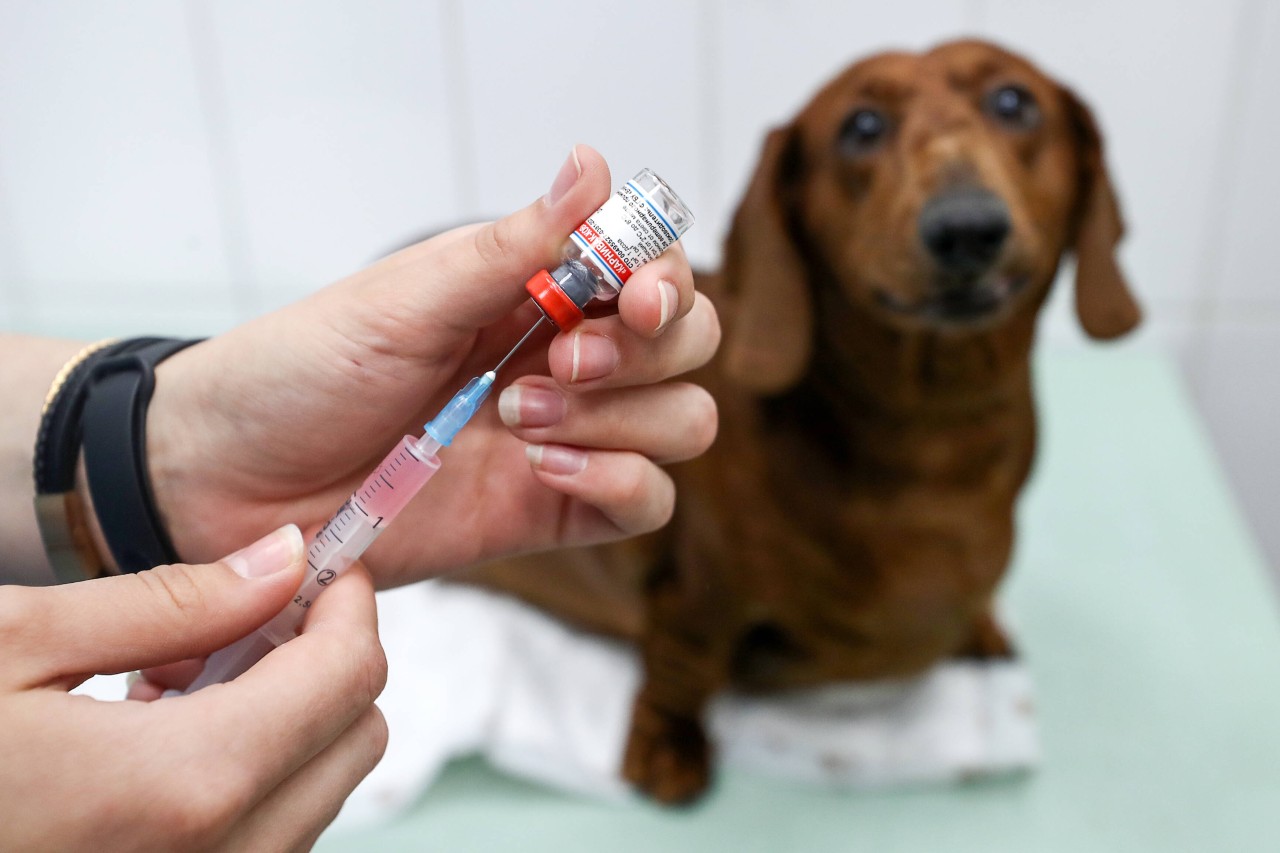 In Duisburg musste eine Tierklinik die Notbremse ziehen (Symbolfoto).