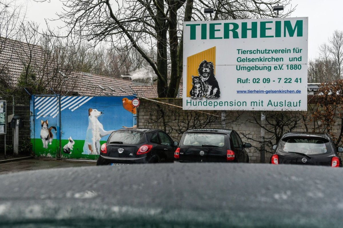 Tierheim-Gelsenkirchen.JPG