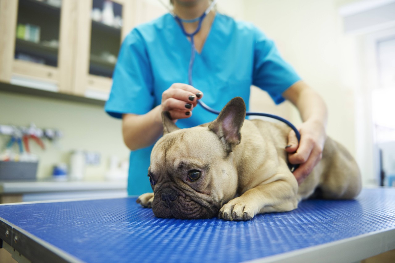 In Duisburg stößt eine Tierklinik an ihre Grenzen. (Symbolfoto)