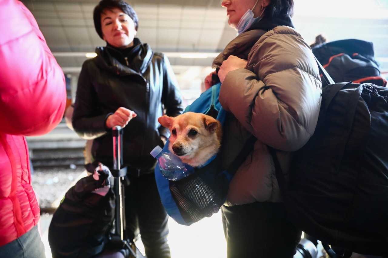 Flüchtlinge aus der Ukraine müssen sich in NRW oft von ihren Haustieren trennen. Jetzt trifft das Land jedoch eine wichtige Entscheidung.