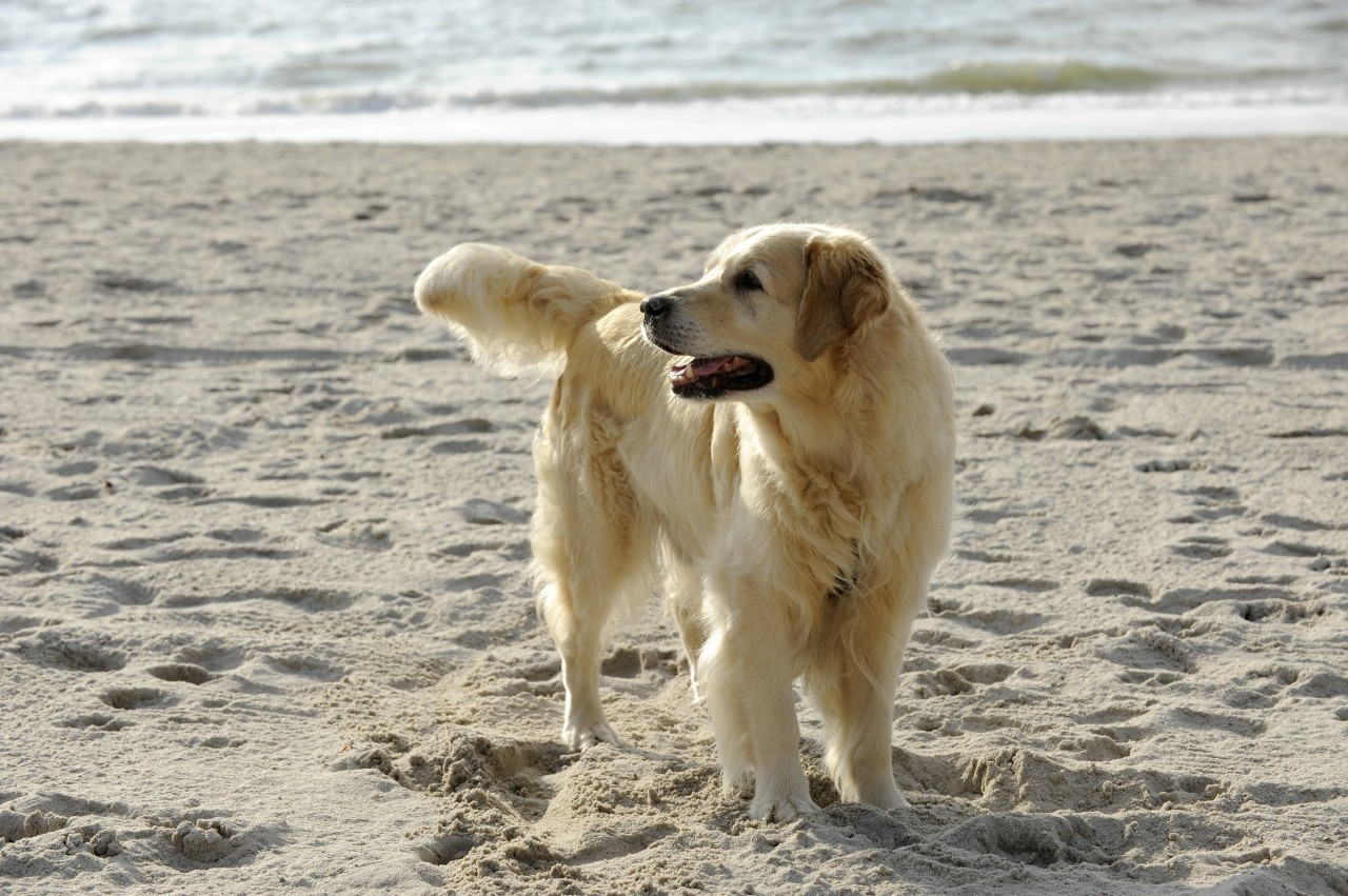 Urlaub an der Nordsee: Hundebesitzer müssen sich auch auf Sylt an gewisse Regeln halten. (Symbolbild)