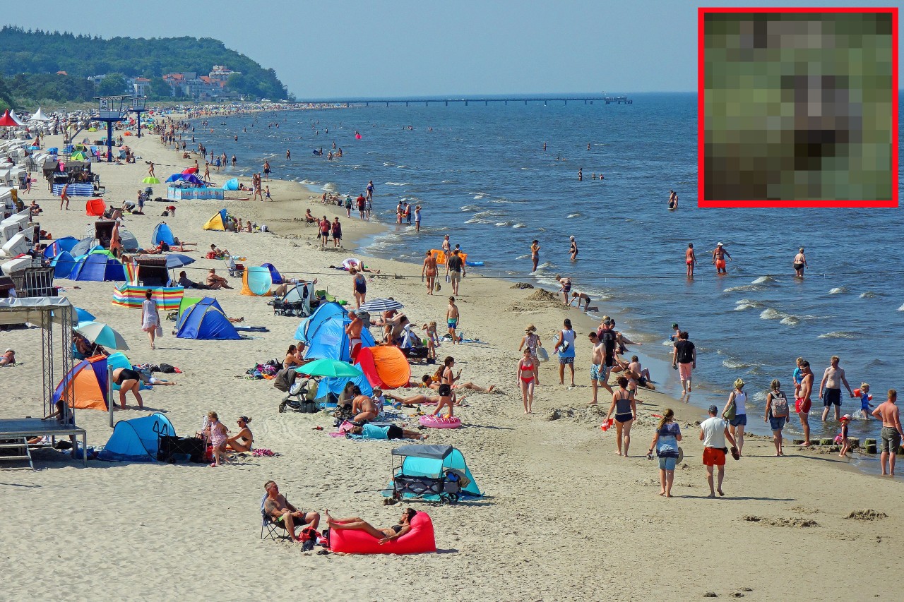 Urlaub an der Ostsee: Urlauber wurden von Ihnen am Strand überrascht. (Symbolbild)