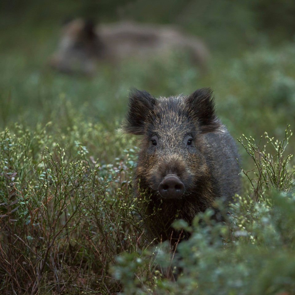 Urlaub an der Ostsee: Wildschweine sind eher selten am Meer anzutreffen. (Symbolbild)
