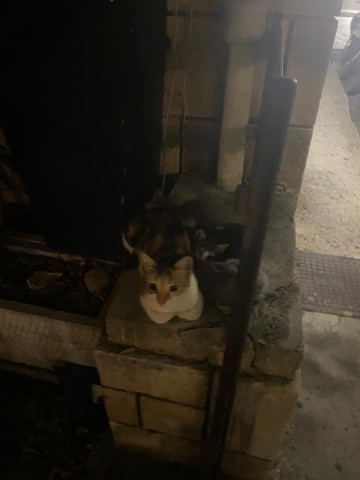 Urlaub in Griechenland: Die Katze sitzt oft auf einer Mauer und bewacht ihre Kitten. 