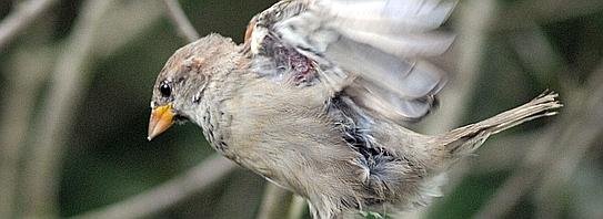 Vögel im Garten--543x199.jpg