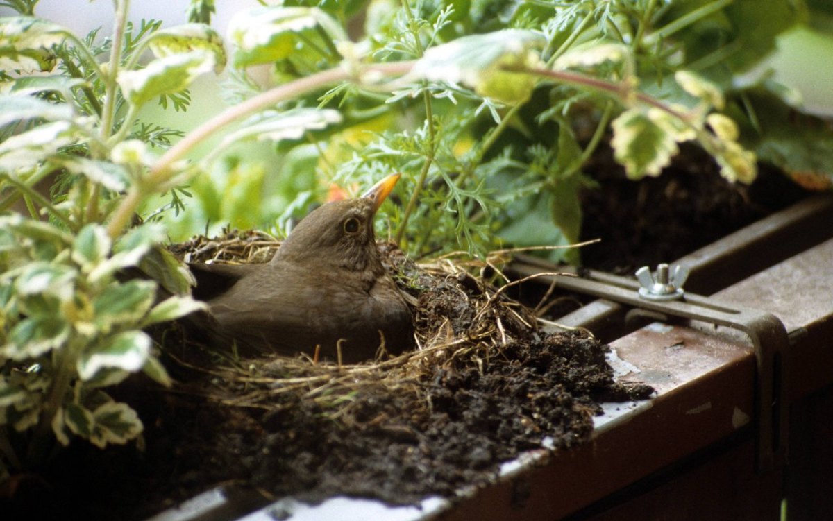 Vogel Brüten Nest