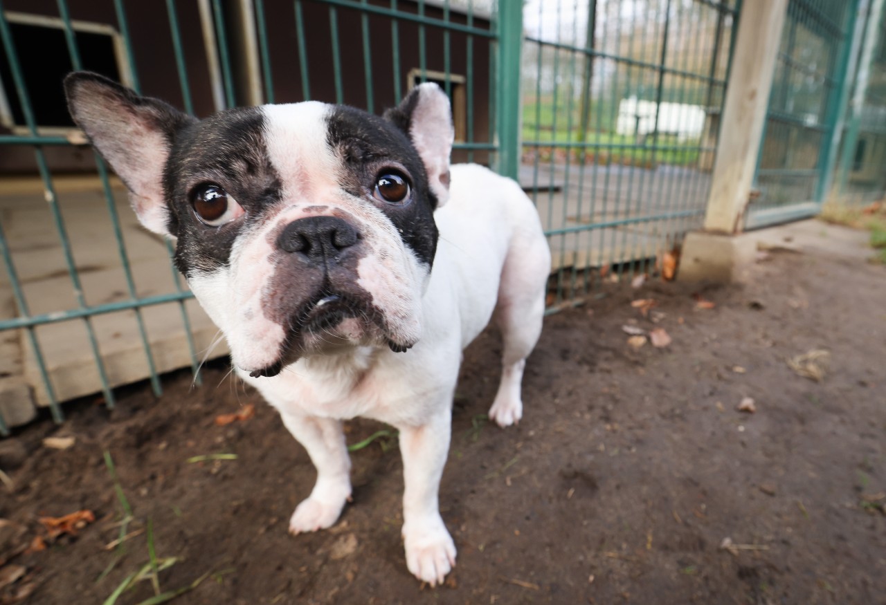 Der WDR berichtet von der schlimmen Vergangenheit von Hunden, die in einem NRW-Tierheim gelandet sind. (Symbolbild)