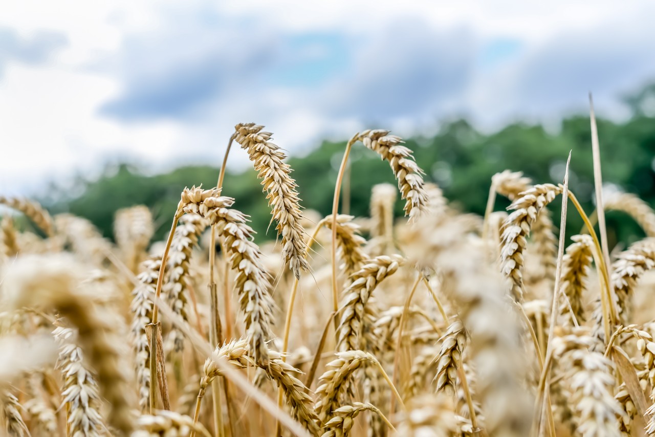 In „Grain - Weizen“ geht es um eine düstere Zukunft, inklusive Hungersnot.
