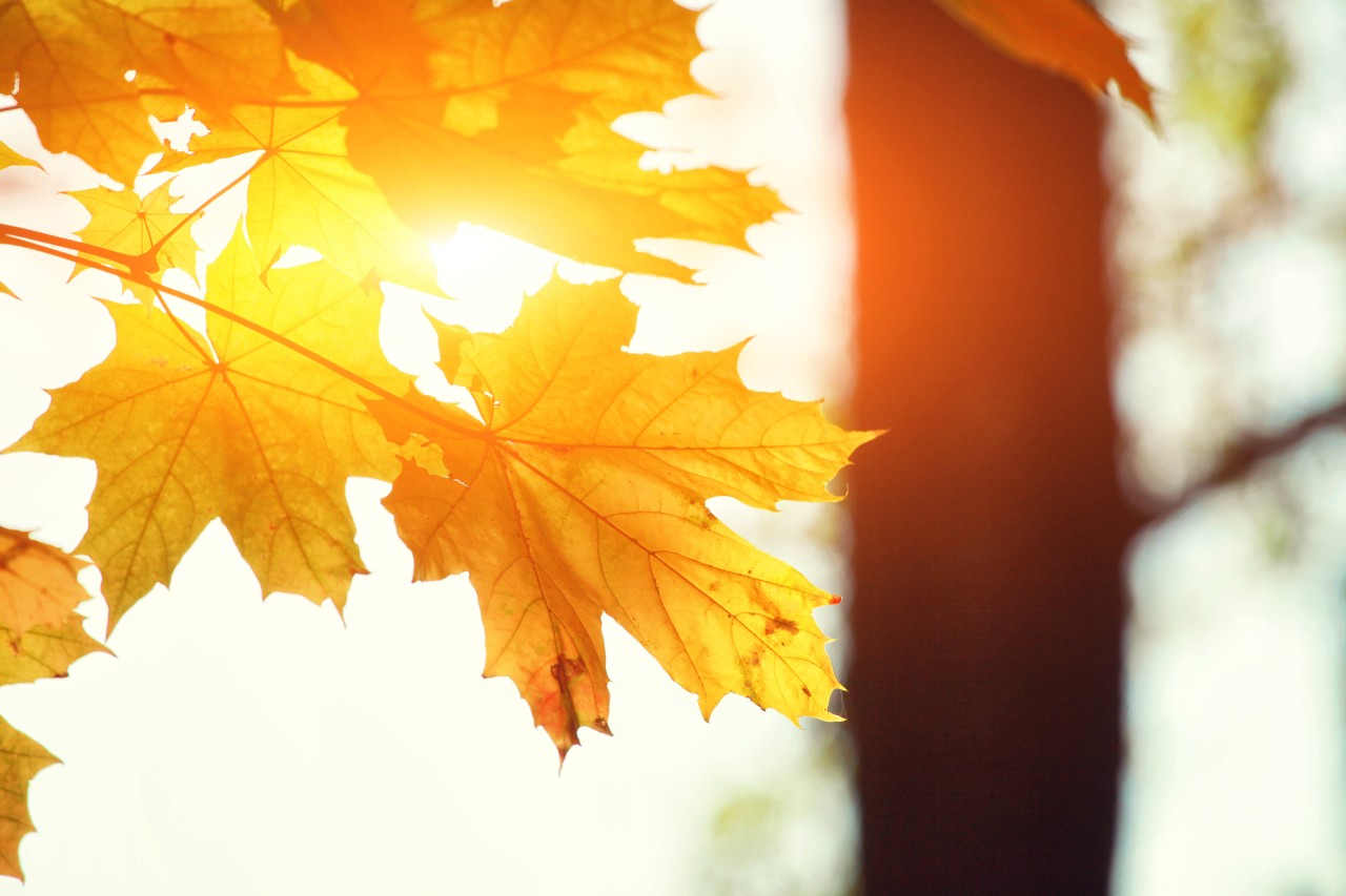 Wetter: Laut Experten halte der Oktober viele Sonnenstunden bereit. (Archivbild) 