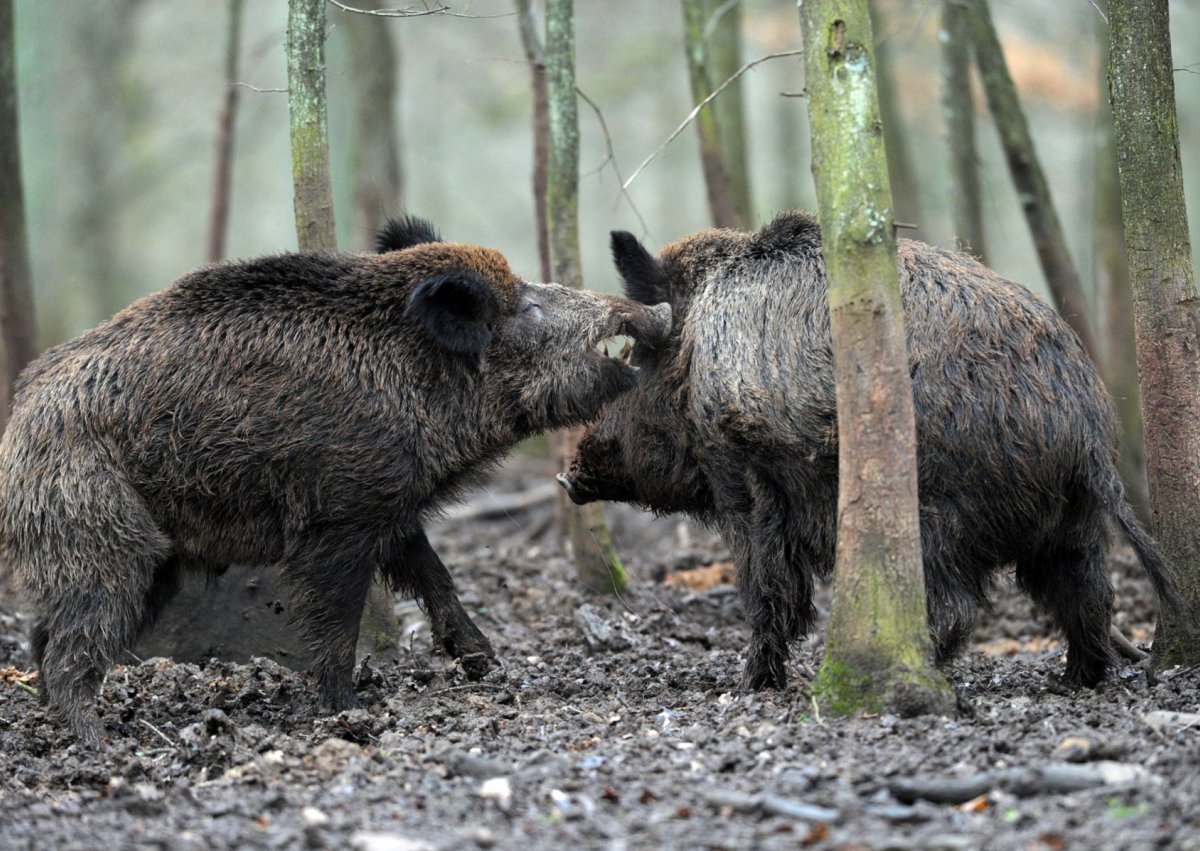WhatsApp Wildschwein NRW Polizei.jpg