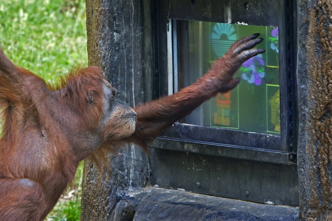 Wissenschaft: Neuralink macht Experimente mit Affen. (Symbolbild)