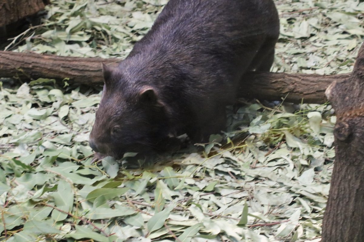 Wombat-Zoo-Duisburg.jpg