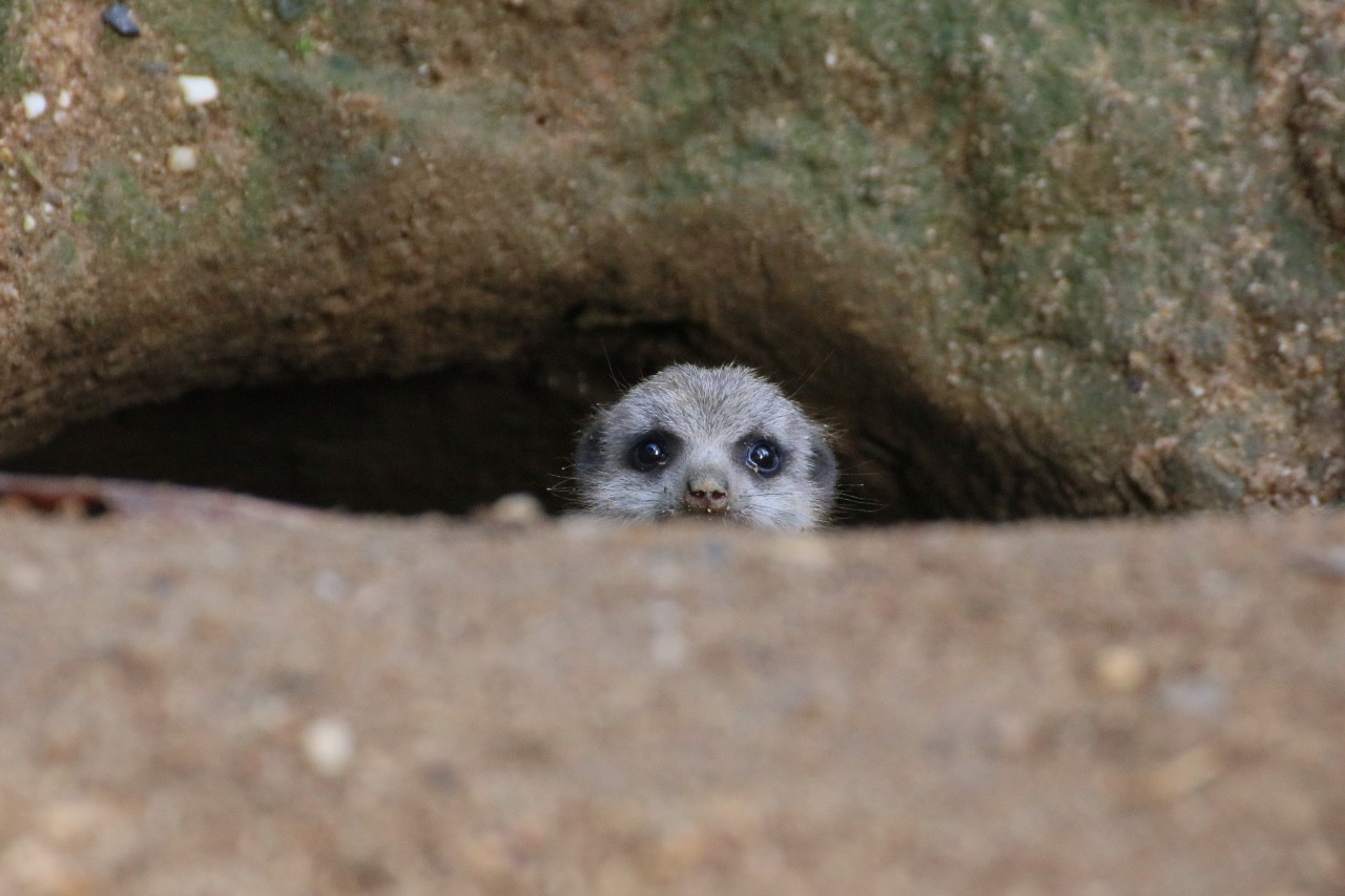 Die Erdmännchen im Zoo München hatten keine Chance. (Symbolbild)