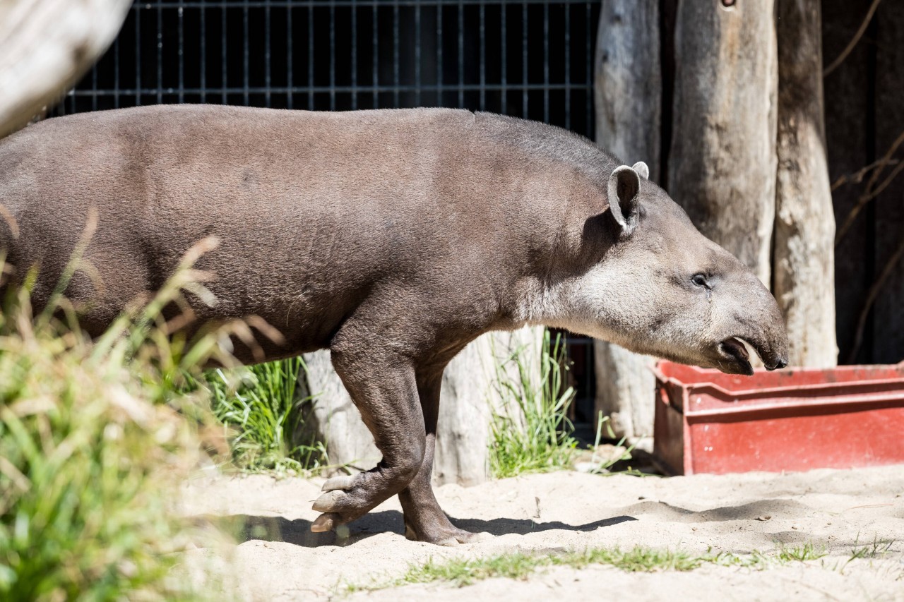 Tapir Kuni aus dem Zoo Dortmund lebt seit Jahren ohne Partnerin. (Symbolbild)