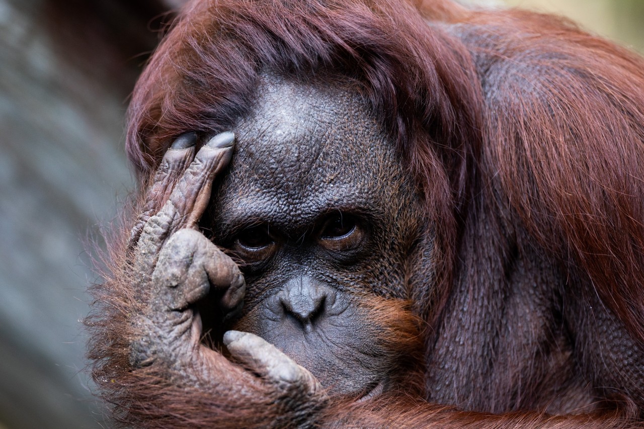 Zoo Dortmund: Mit Kopfschmerzen der etwas anderen Art hatte zuletzt Orang-Utan-Dame Suma zu kämpfen. (Symbolbild)
