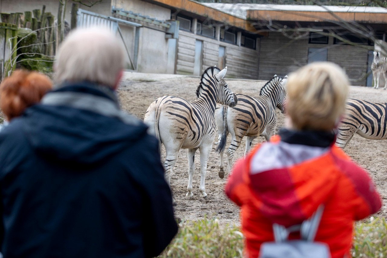 Neue Corona-Regeln in NRW. Was müssen die Zoo-Besucher beachten? 