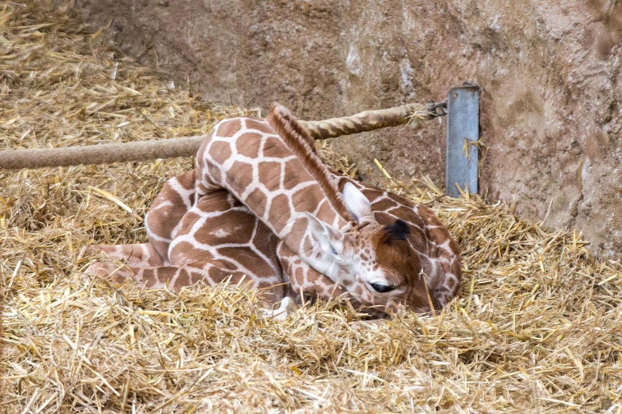 2016 brachte Malindi Tochter Najla im Zoo Duisburg zur Welt. Seit 2019 lebt die Giraffe im Serengeti-Park in Hodenhagen. 