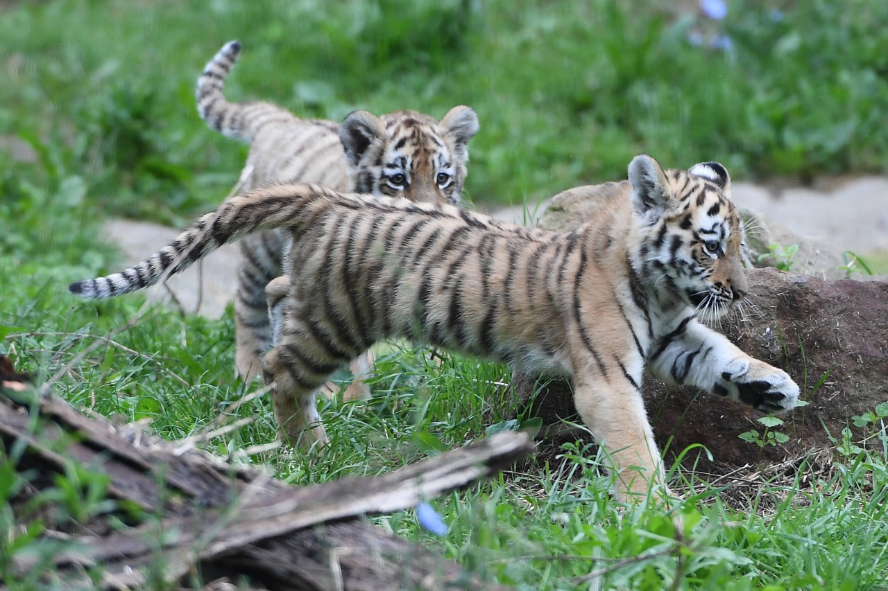 Zoo Duisburg: Der Tigernachwuchs hat nun Namen bekommen.