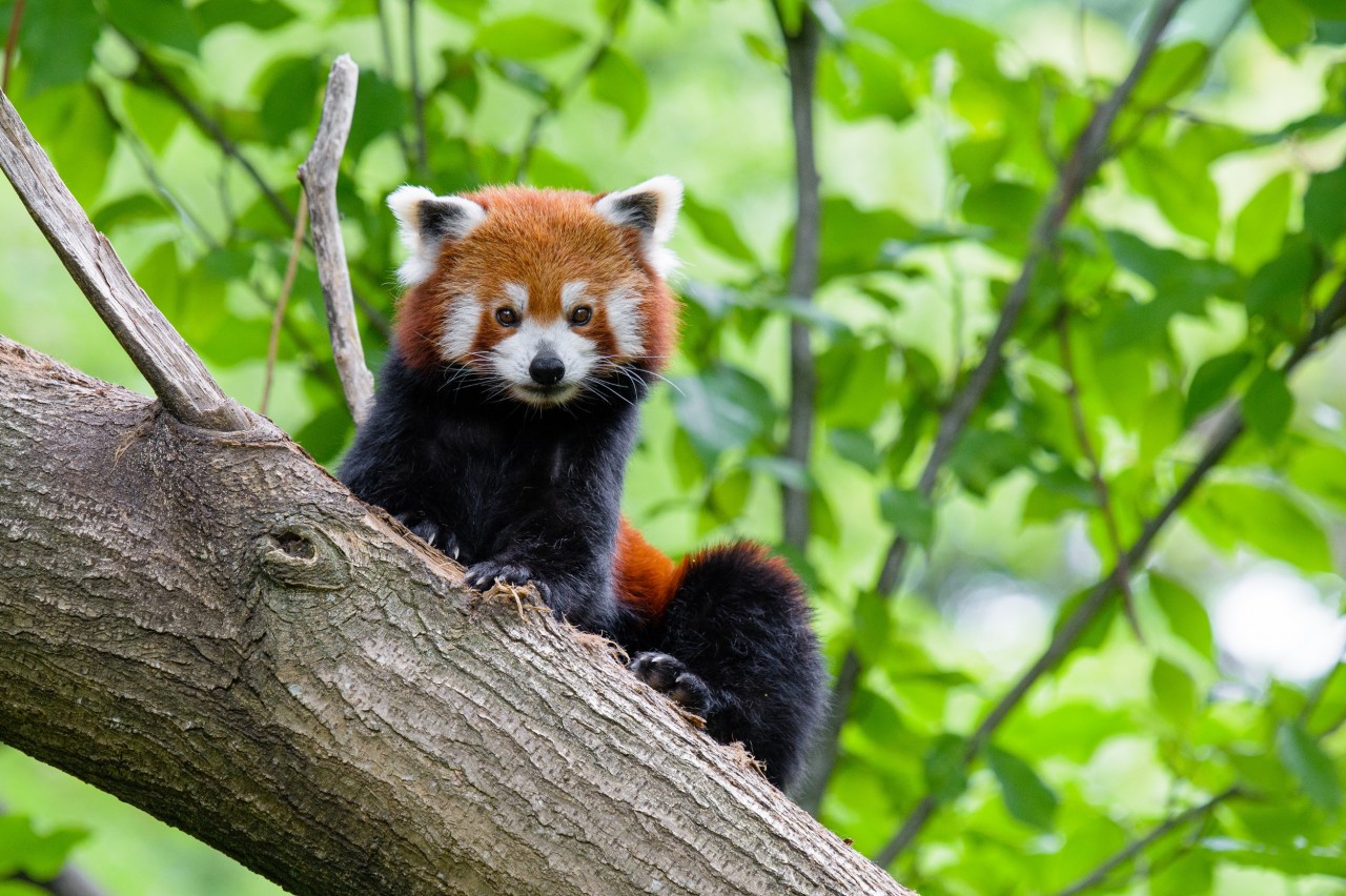 Zoo Duisburg: Der kleine Panda „Jang“ ist verschwunden.