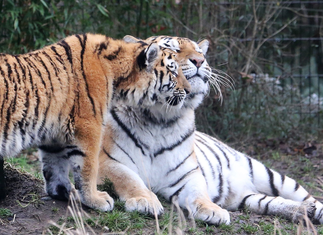 Die Tiger Kasimir und Malinka aus dem Zoo Duisburg sind nun acht Monate alt und kuscheln immer noch gern mit Mama.