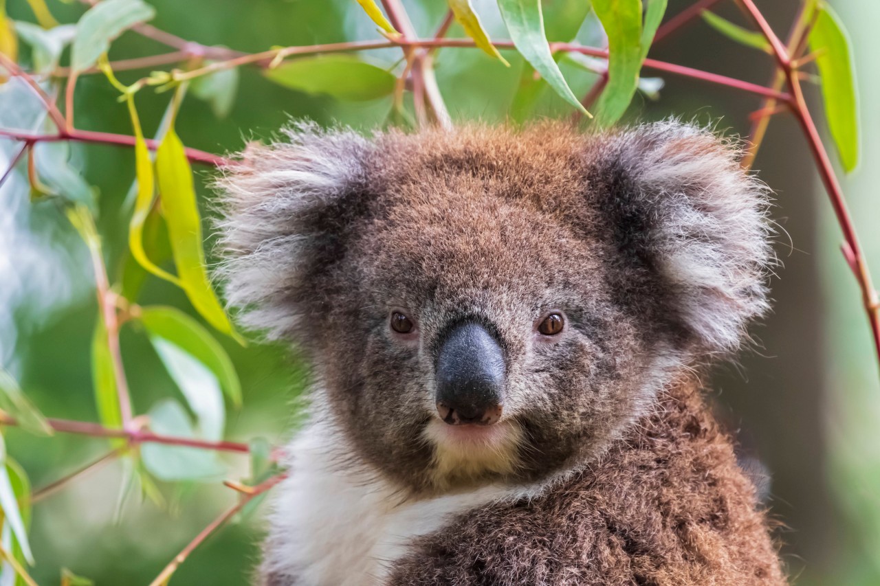 Wie soll das Koala-Baby heißen? (Symbolfoto)