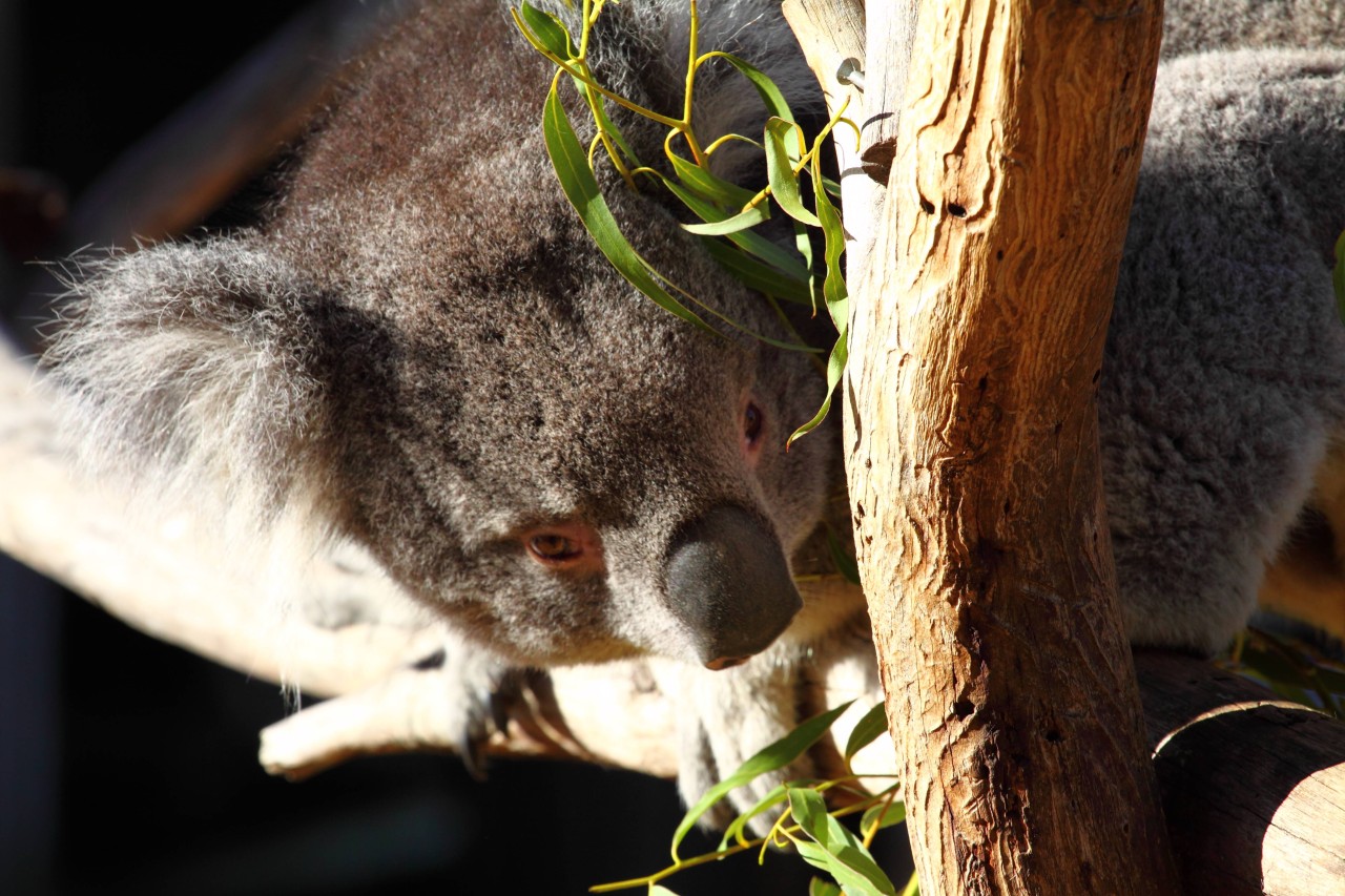 Derr Zoo Duisburg gilt Europaweit gilt europaweit als Zucht- und Kompetenzzentrum für Koalas. (Symbolbild) 