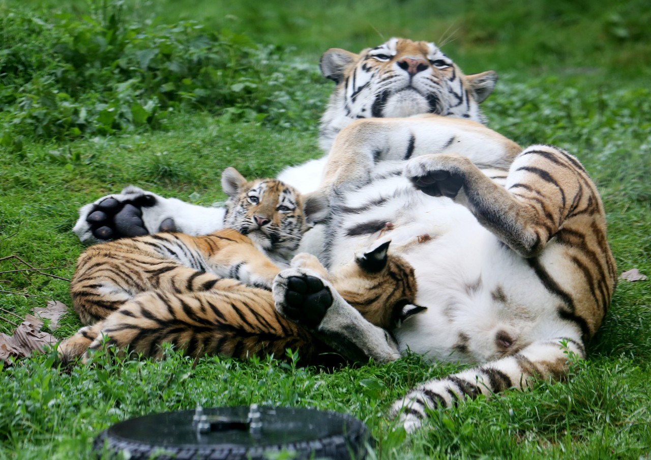 Zoo Duisburg: Wer einen Blick auf die Tiger-Babys werfen möchte, muss neue Corona-Regeln beachten.