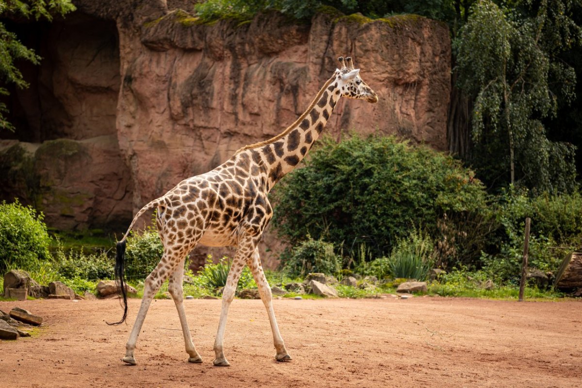 Zoo Duisburg Giraffe.jpg