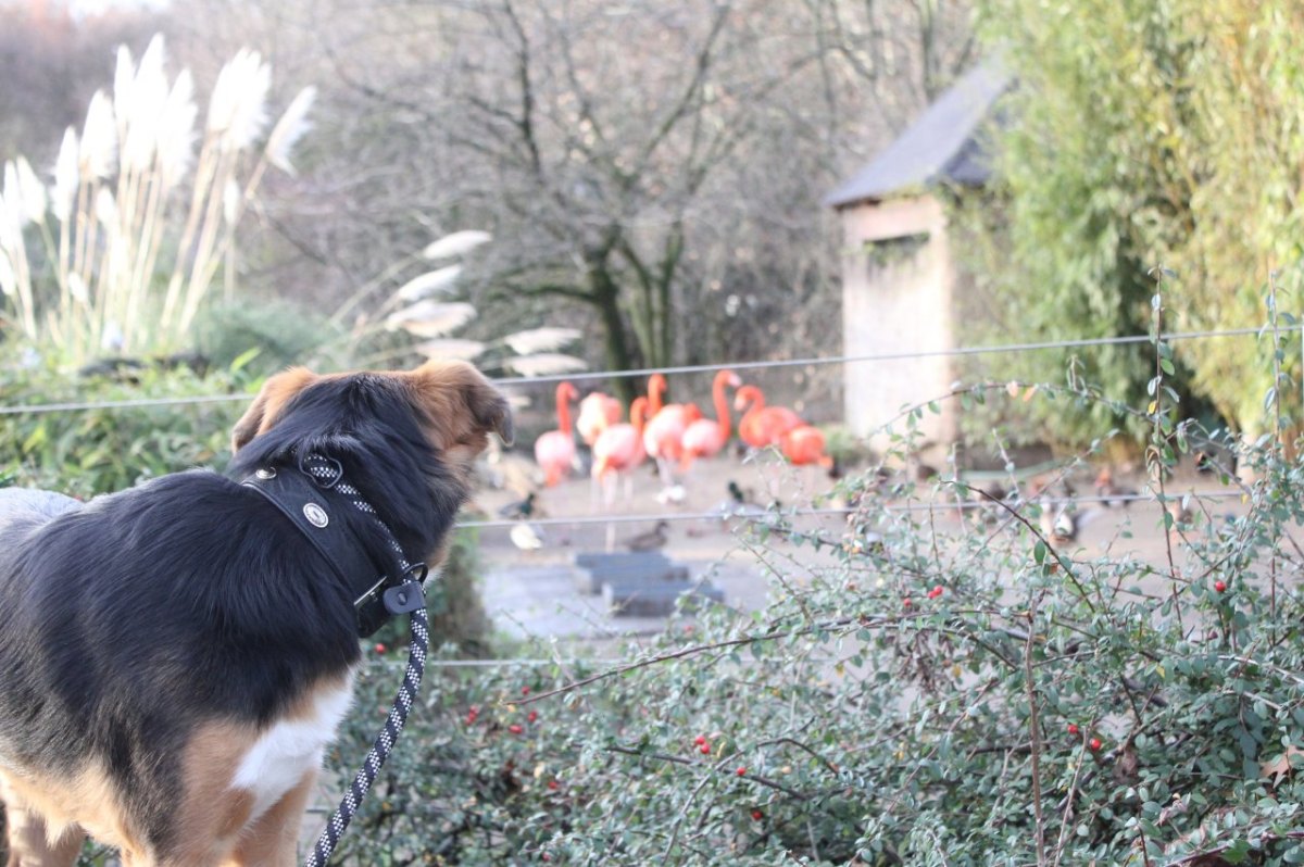 Zoo_Duisburg_Hunde_im_Zoo.JPG