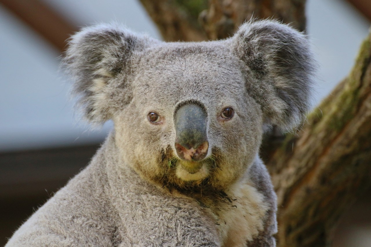 Im Zoo Duisburg soll Koalamann Irwin zum 9. Mal für Nachwuchs sorgen. 