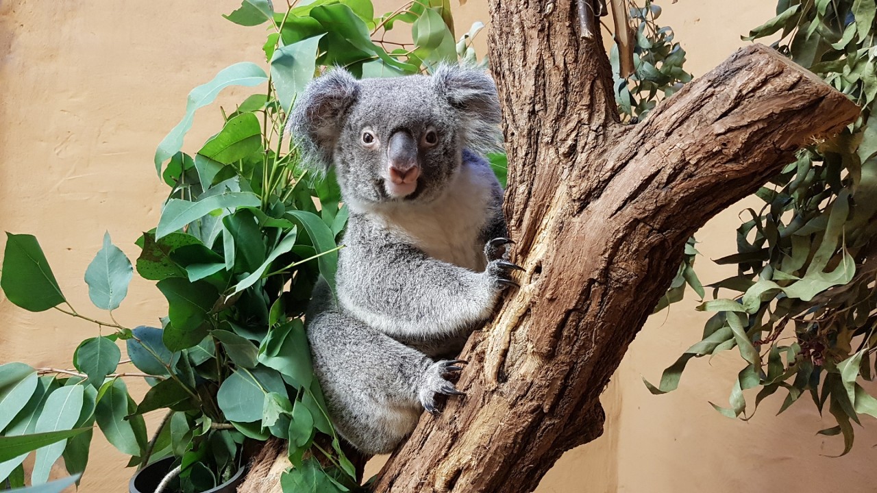 Zoo Duisburg hat neuen Gast im Haus - Koala-Dame Sydney könnte schon bald für freudige Nachrichten sorgen. 