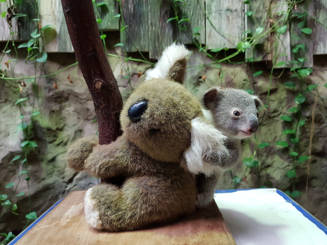 Zoo Duisburg: Das Koala-Baby klammert sich an ein Koala-Stofftier.