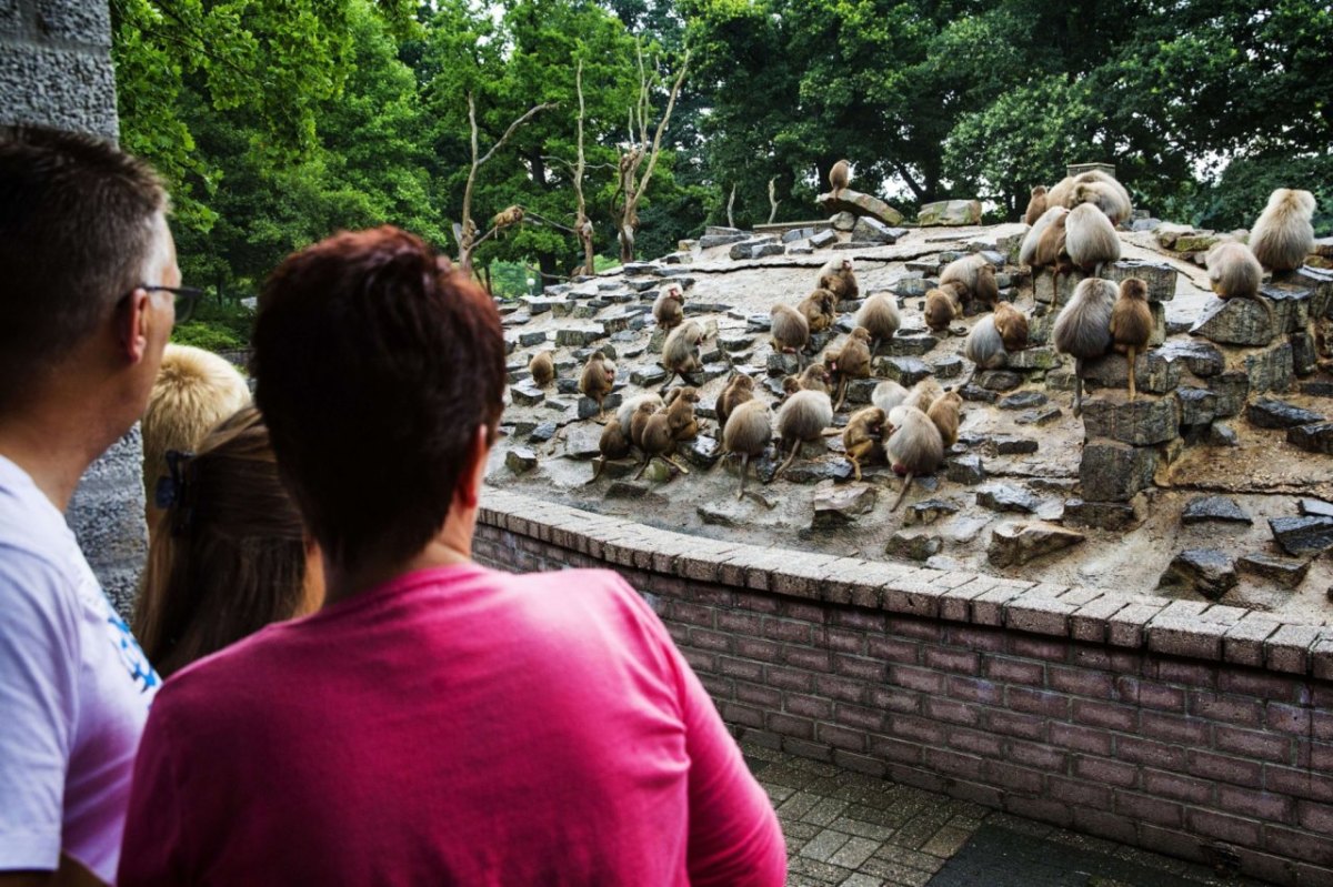 Zoo Emmen Niederlande Paviane starren gleiche Richtung Trauma.jpg