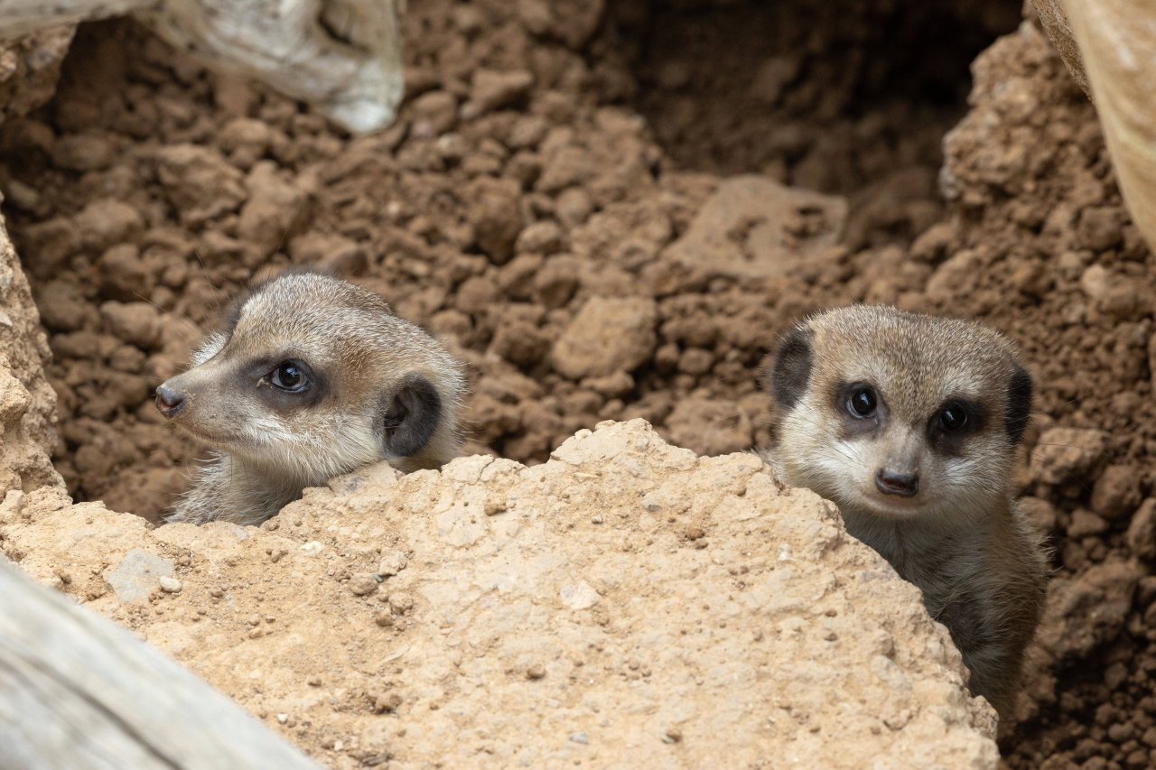Zoo München Tödliche Tragödie im ErdmännchenGehege! DerWesten.de