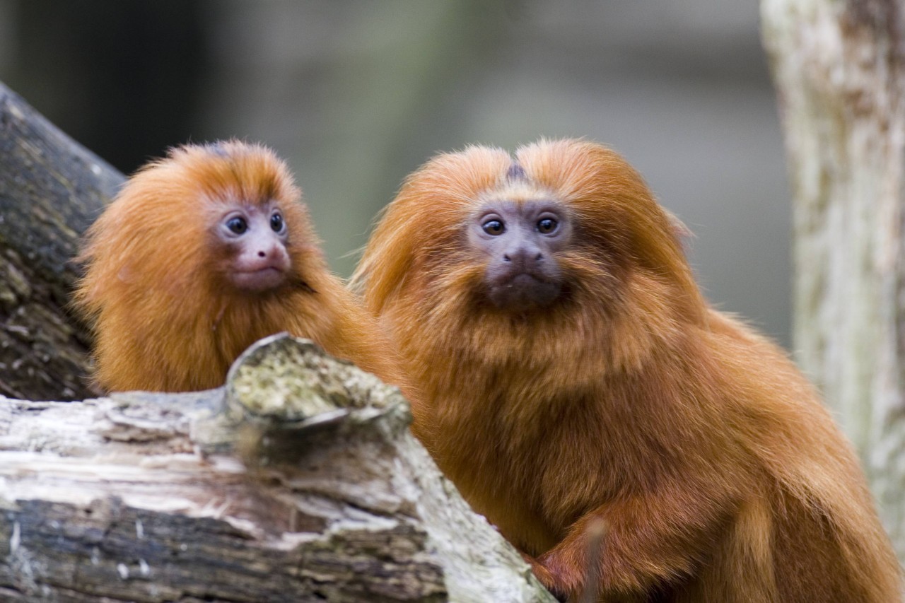 Zoo Krefeld: Löwenaffen wie diese hier sind in freier Wildbahn nur noch selten und daher wertvoll. Drei davon wurden in Krefeld gestohlen. (Symbolfoto)