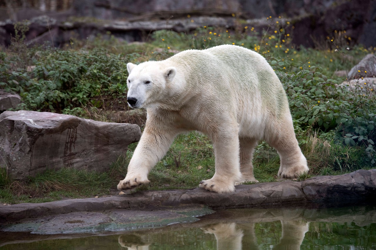Zoom Gelsenkirchen: Eisbär-Mutter Lara hat ihren Nachwuchs verloren. (Archivbild)