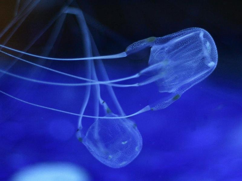 Zwei Würfelquallen beim Schwimmen im Two Oceans Aquarium. Sie gehören zur Gruppe der Seewespen. Diese gelten als die giftigsten Tiere der Welt. Ihre Nesselzellen können einen Menschen innerhalb weniger Minuten töten.