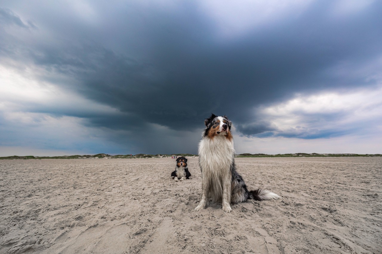 Hunde am Strand - das ist nicht überall erlaubt. Auch beim Urlaub an der Nordsee gilt meist auch an Hundestränden eine Leinenpflicht. 