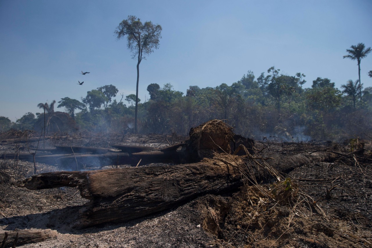 Immer mehr Regenwald wird abgeholzt und verbrannt. (Symbolbild)