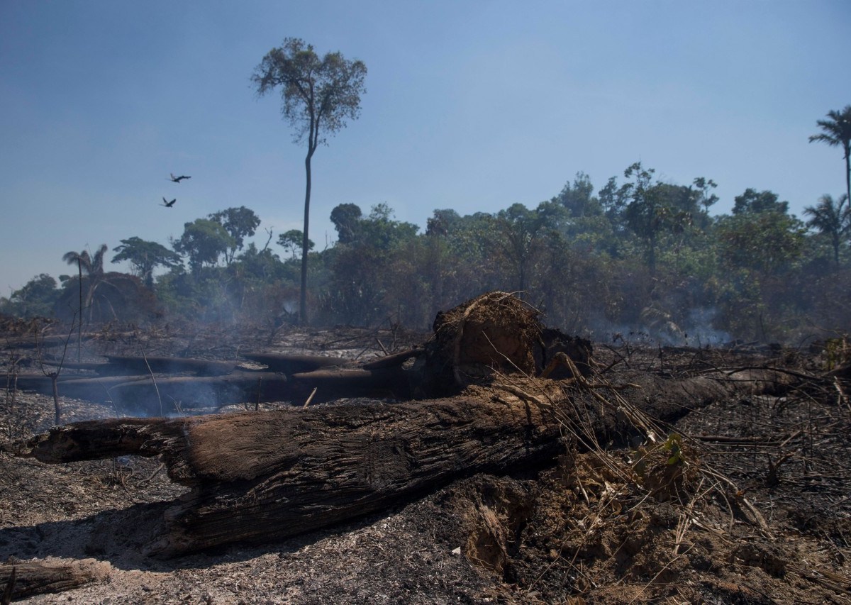 Immer mehr Regenwald wird abgeholzt und verbrannt. (Symbolbild), Jair Bolsonaro zählt eher nicht zu den Befürwortern des Klimaschutzes. (Symbolbild)