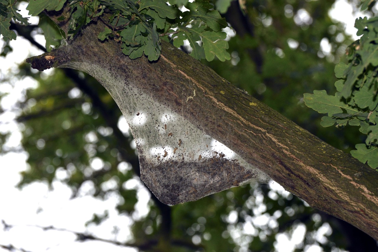 Bochum: Ein befallener Baum sollte umgehend gemeldet werden. (Symbolbild)