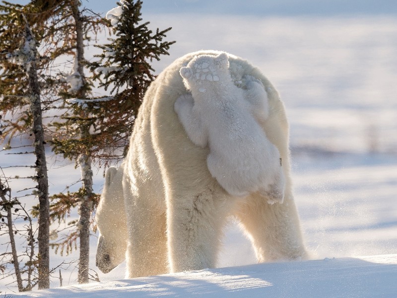 „Hitching A Ride“ – „Per Anhalter fahren“ – wurde im Wapusk Nationalpark in Manitoba, Kanada, aufgenommen. Daisy Gilardini schaffte es damit unter die Preisträger.